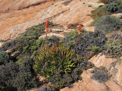 Aloe melanacantha