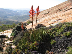Aloe melanacantha