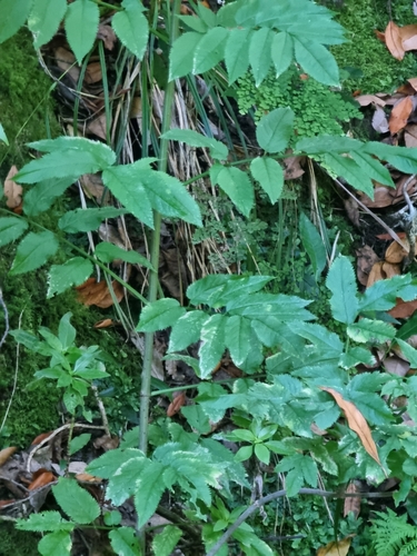 Madeira elder (Sambucus lanceolata)