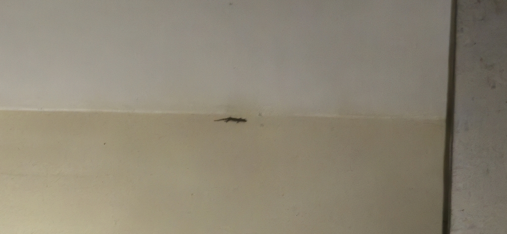 Zayu Slender Gecko