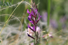 Astragalus varius