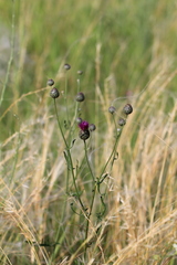Centaurea scabiosa adpressa