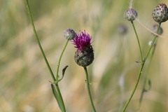 Centaurea scabiosa adpressa