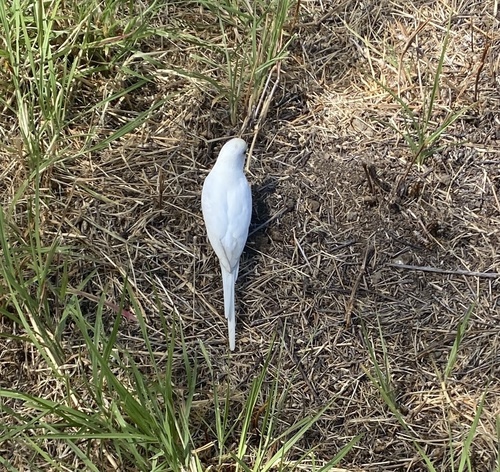 Melopsittacus undulatus, 2024-08-09