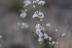 Asperula graveolens