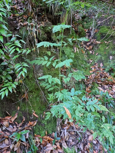 Image of Sambucus lanceolata by (c) Vítor Jorge, some rights reserved (CC BY)