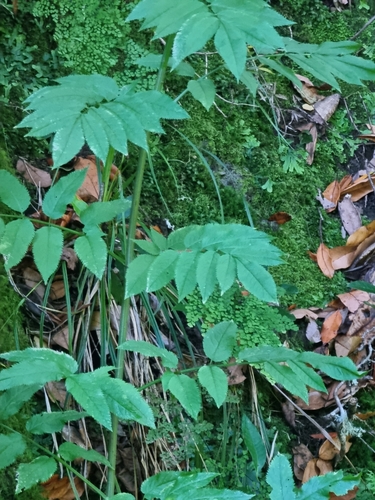 Image of Sambucus lanceolata by (c) Vítor Jorge, some rights reserved (CC BY)