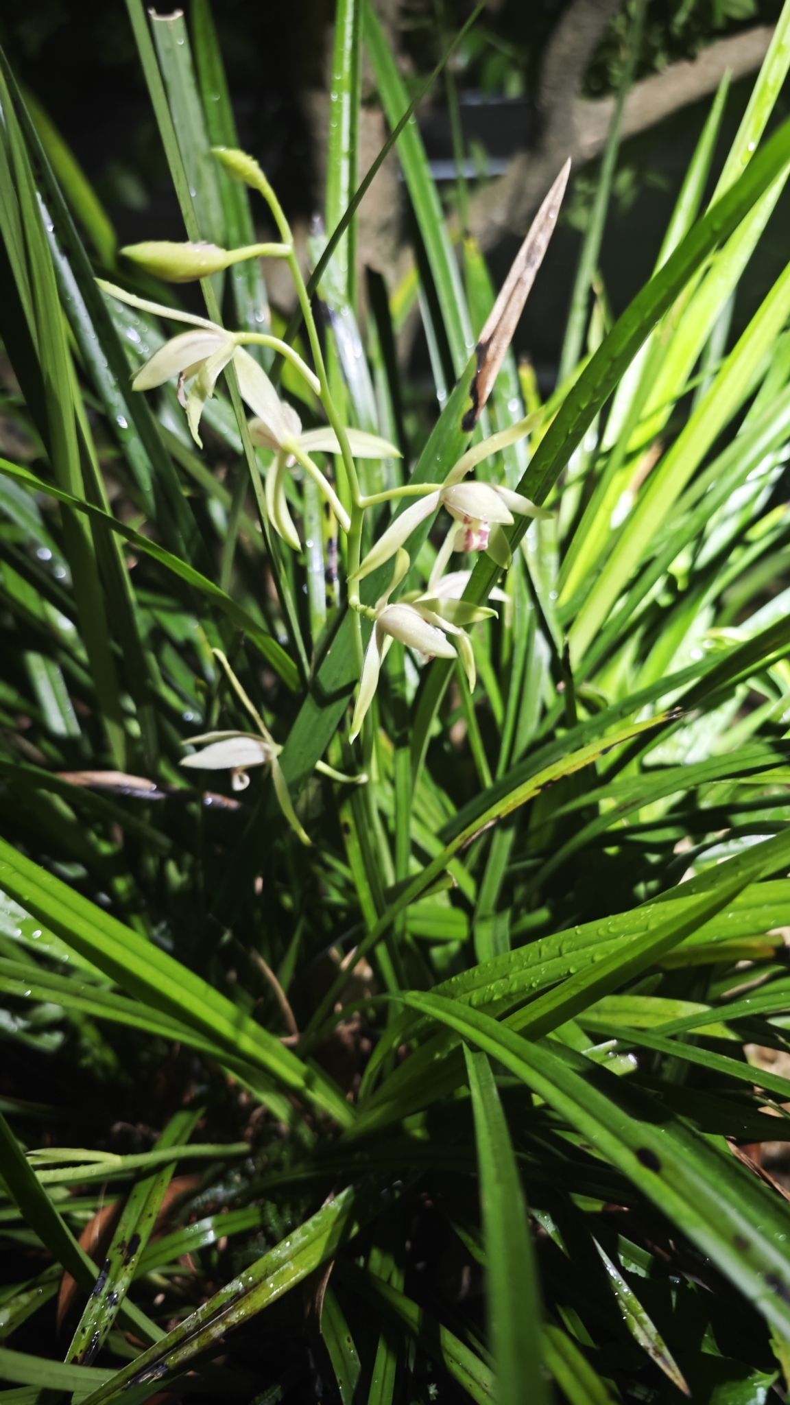 Imagem de Orquídea-bambu