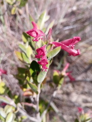 Hypoestes isalensis