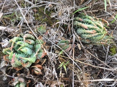 Aloe humilis