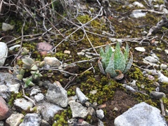 Aloe humilis