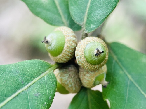 Quercus cocciferoides