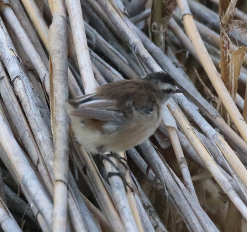 Carricerín real (Acrocephalus melanopogon)