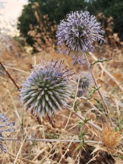 Echinops adenocaulos