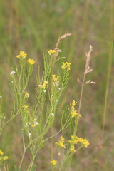 Sisymbrium volgense