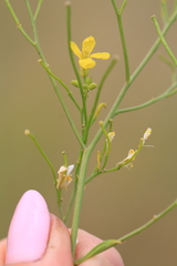 Sisymbrium volgense