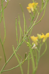 Sisymbrium volgense
