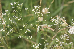 Galium octonarium