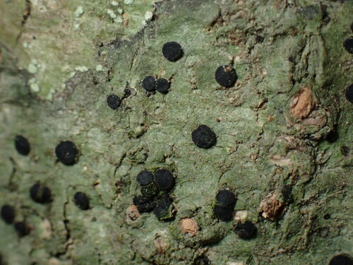 Bacidia schweinitzii