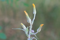 Tragopogon borysthenicus