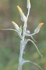 Tragopogon borysthenicus