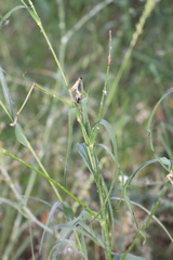 Tragopogon borysthenicus