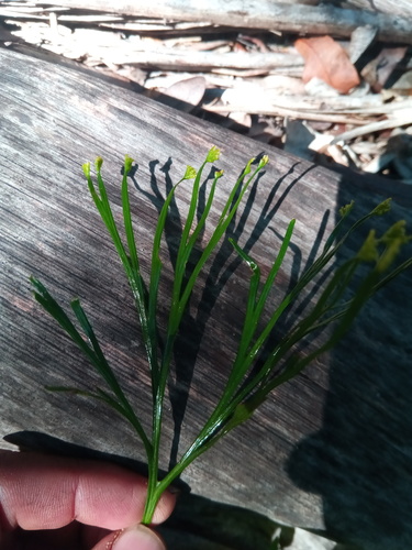 Schizaea medusa image