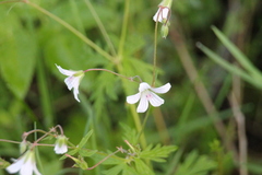Geranium asiaticum