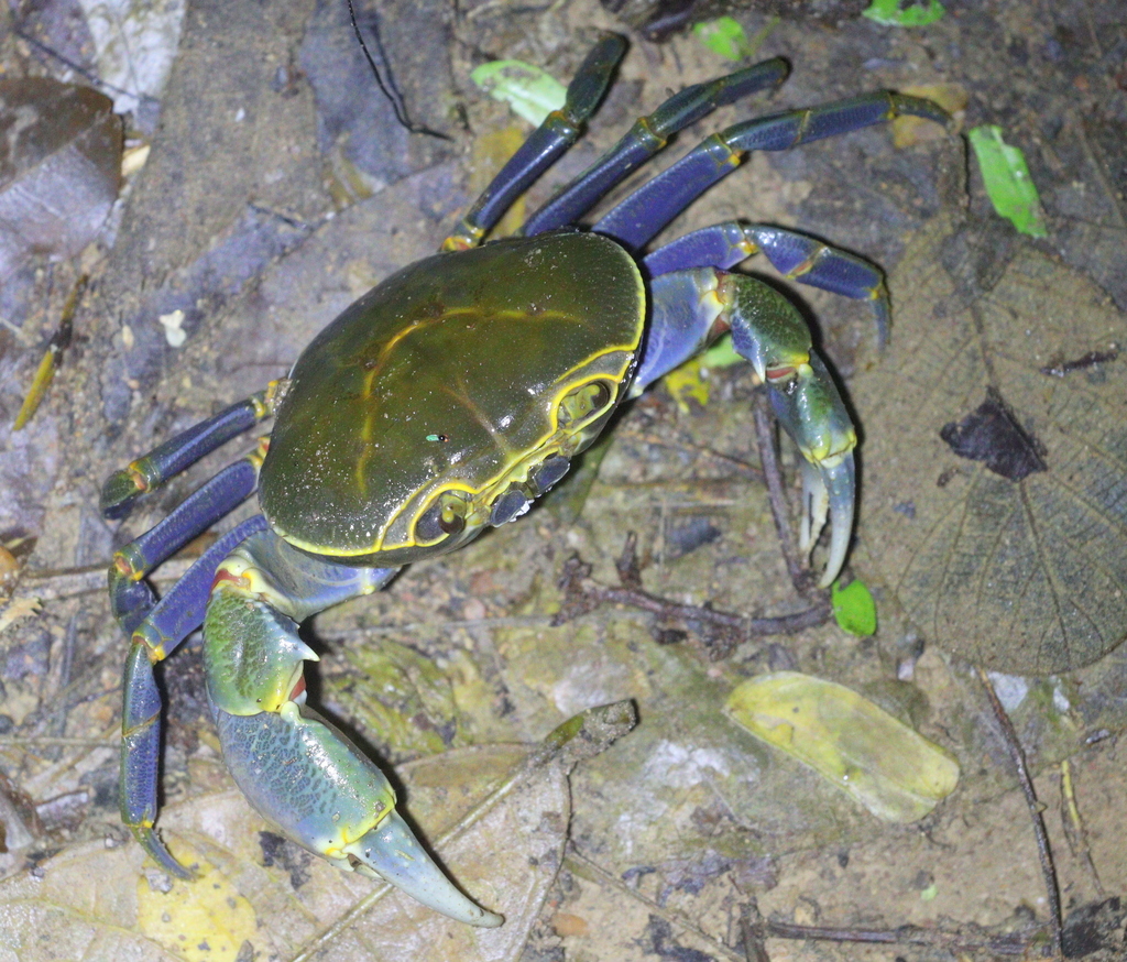 Prajuab Khirikhan Waterfall Crab