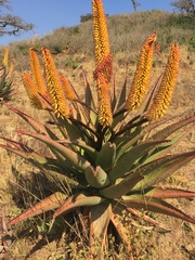 Aloe spectabilis