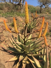 Aloe spectabilis