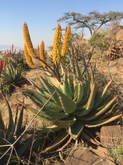 Aloe spectabilis