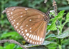 Euploea klugii