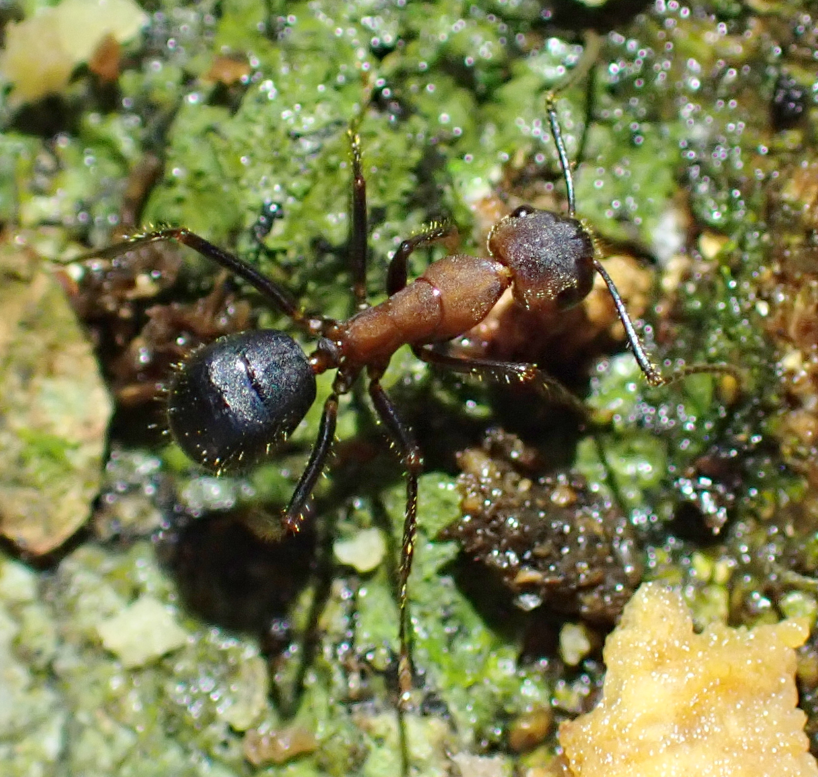 Camponotus irritabilis