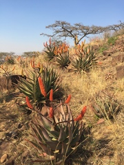 Aloe spectabilis