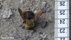 Xylocopa appendiculata