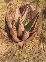 Aloe spectabilis