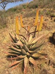 Aloe spectabilis