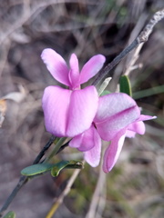 Tephrosia betsileensis