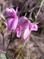 Tephrosia betsileensis