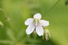 Geranium asiaticum