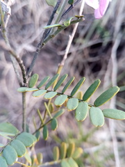 Tephrosia betsileensis