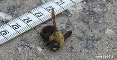 Xylocopa appendiculata