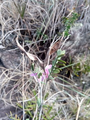 Tephrosia betsileensis