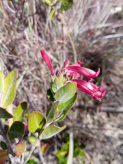 Hypoestes isalensis