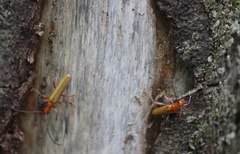 Stenoderus concolor
