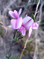Tephrosia betsileensis