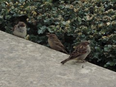 Passer domesticus