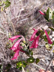 Hypoestes isalensis