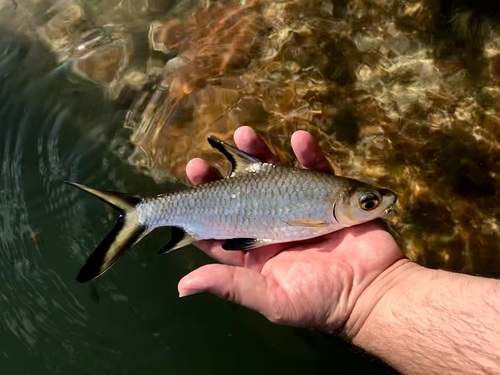 Tricolor Sharkminnow